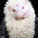 真っ白なハリネズミの女の子(生後３ヶ月)