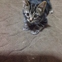 どなたか飼ってください