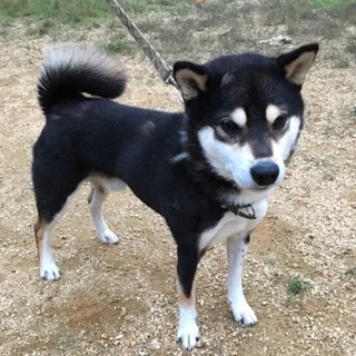 黒檀製 狛犬 駒犬 ペア 管A250830DK (ベストバイ 静岡県袋井市) 静岡県袋井市 | リサイクルショップ | ベストバイ