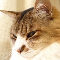 まお