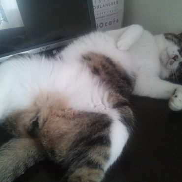 仔猫を保護したので里親募集記事を書いていたら邪魔されました。