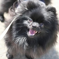 こころ