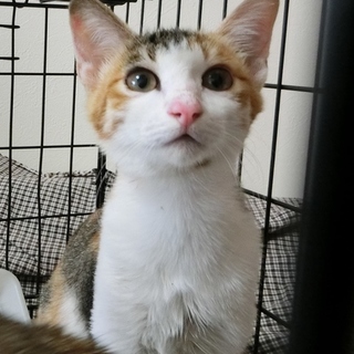 べっぴん三毛お嬢さんは食べることが大好き