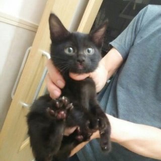 交通遺児３兄妹の黒ちゃん