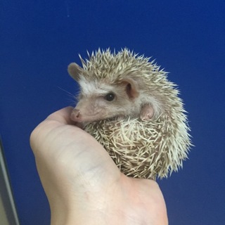 ハリネズミ シナモンパイド 女の子