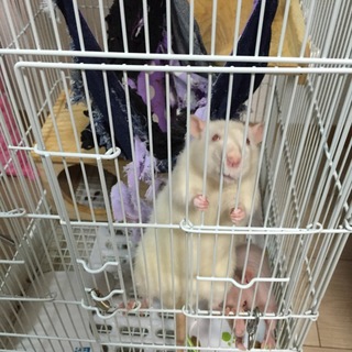 レッキスラット スキニーラット