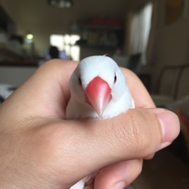 impression-drのカバー写真