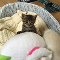 2匹残ってしまいました⤵︎