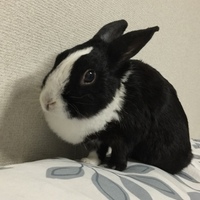 リン