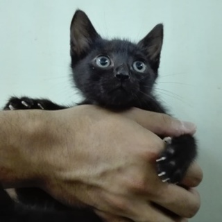 助けて下さい！黒猫兄弟は遊んでもらうのが大好きです