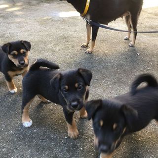 MIX　子犬の里親様募集