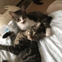 怖がりですが甘えん坊の兄弟です