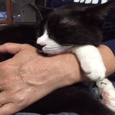 膝乗り？手乗り？　眠り猫(*∩ω∩*)