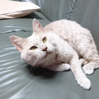 甘えん坊猫の里親募集中！