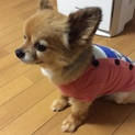 チワワ 5歳 オス 甘えん坊