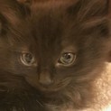 ふんわりなチビ黒猫 モフー