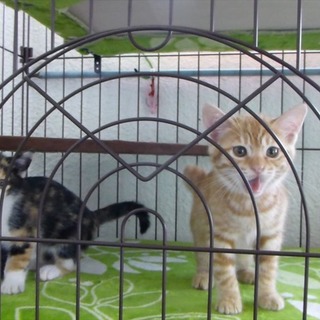 生後2ヶ月前後の茶トラと三毛の子猫の姉弟