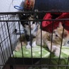 生後2ヶ月前後の茶トラと三毛の子猫の姉弟 サムネイル5