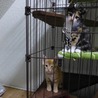生後2ヶ月前後の茶トラと三毛の子猫の姉弟 サムネイル6