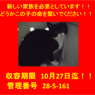 里親決定しました☆(*^-^*)