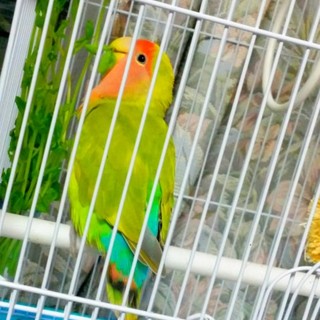 選考のため一時募集を中断致します。