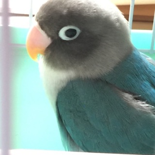 募集一時中止コザクラ、ボタンインコの里親