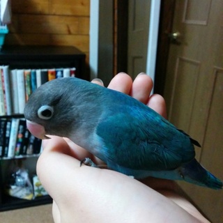 選考のため一時募集を中断致します。