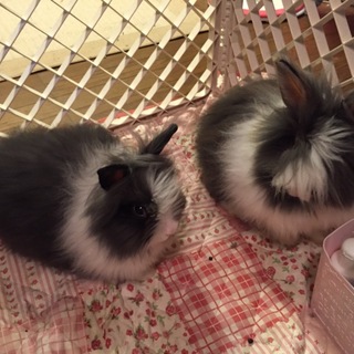 ライオンヘッドの子ウサギ2匹の里親様募集です