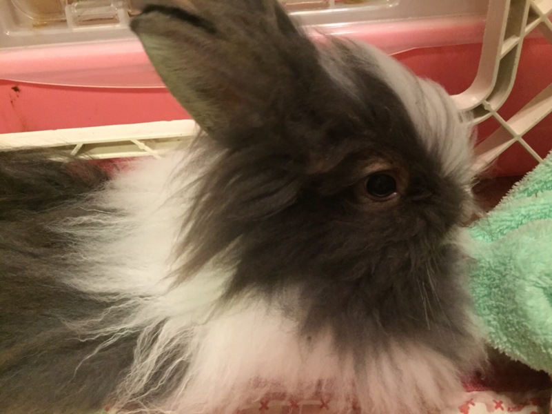 ライオンヘッドの子ウサギ 神奈川県 小動物の里親募集 ペットのおうち 月間利用者150万人