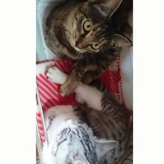 2匹の女の子の里親さん募集中