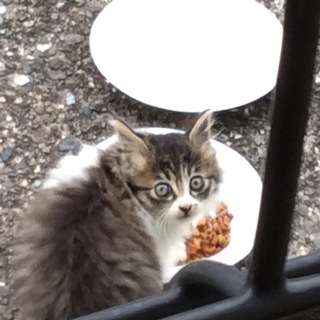 迷子の子猫、里親様募集