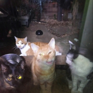 野良猫の子供です。茶トラ