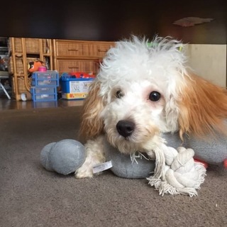 事情により飼えなくなりました！