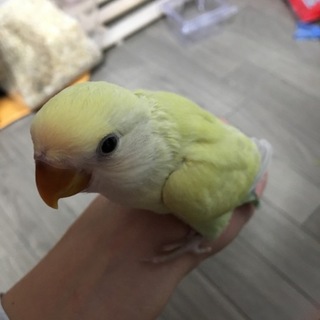コザクラインコ生後1ヶ月半