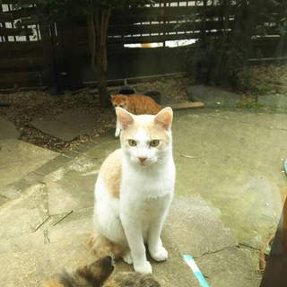 野良猫の子供です。薄茶白