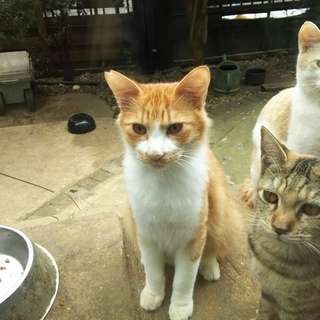 野良猫の子供です。茶白