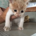 子猫の里親 大切にしてくださる方お願いします