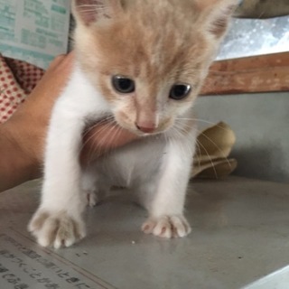 子猫の里親 大切にしてくださる方お願いします