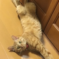 こたろう