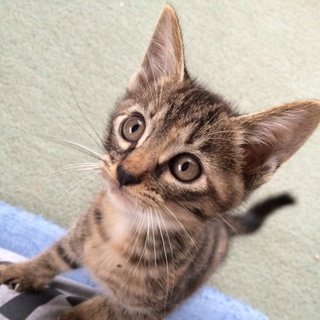 生後２ヶ月ほどの子猫ちゃんです