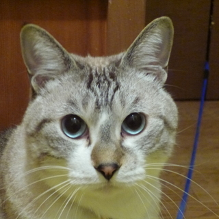 甘えん坊の男の子です