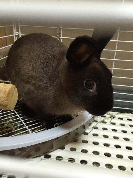 愛情を持って大切に育ててくださる方に サムネイル5