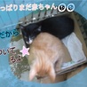 命の期限10月25日！ かわいい子猫ちゃんです！ サムネイル3