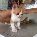 子猫の里親 大切にしてくださる方お願いします。