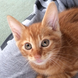 生後２ヶ月ほどの子猫ちゃんです