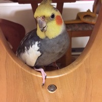 あずき
