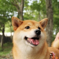 ひな