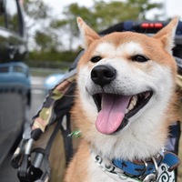 心和