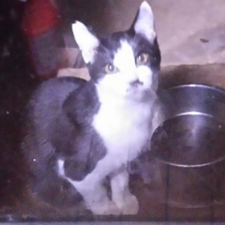 野良猫の子供です。白黒