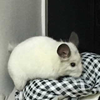 チンチラ パイド オスです